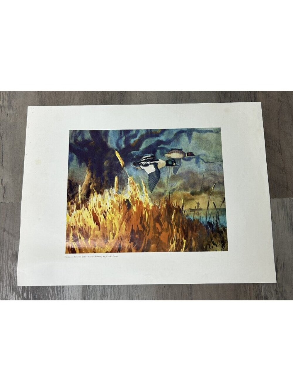 American Golden Eyes Print By John P Cowan Ducks In Marsh Scene 12"x9" Unframed